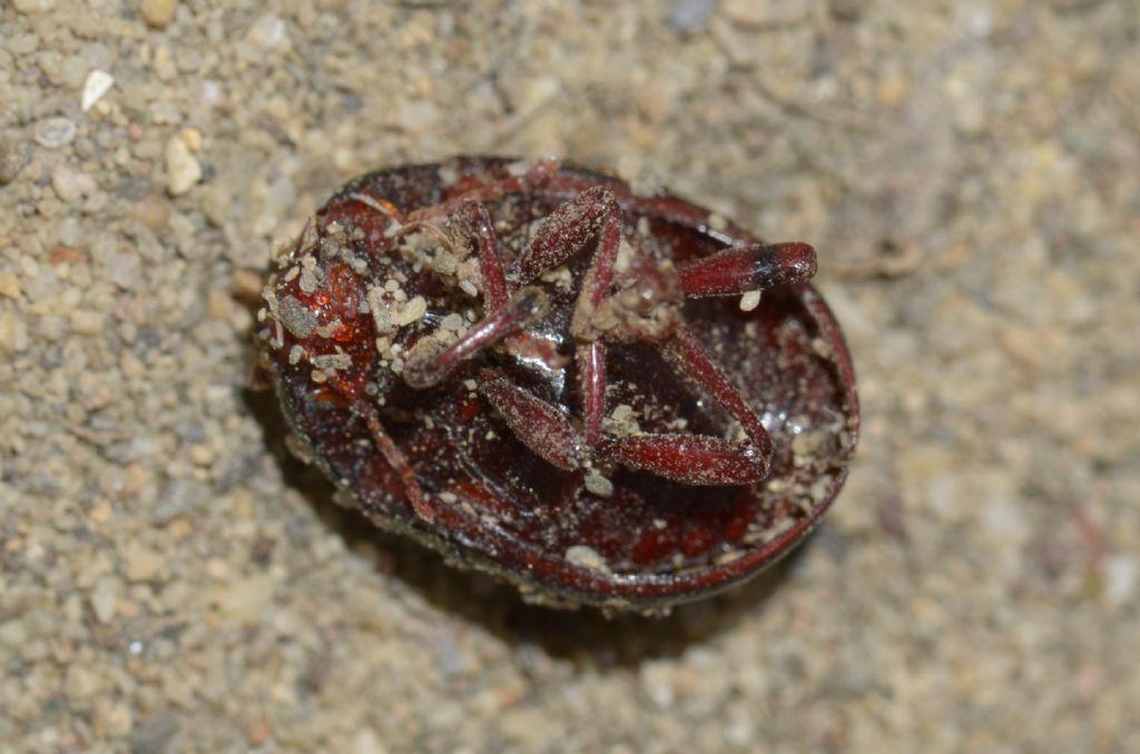 coleottero-grigio rosso:  Chrysolina bankii (Chrysomelidae)